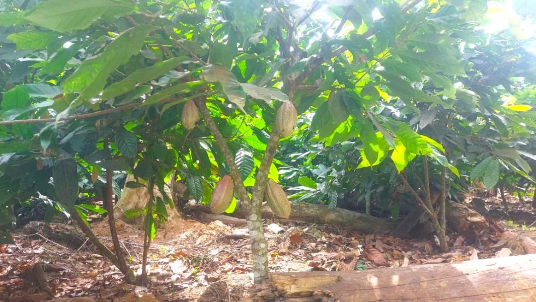 Cocoa plantation
