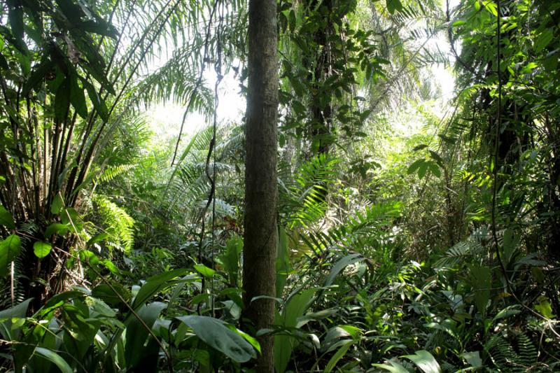 The forest offers the Clan many resources like building materials, thatch and medicine. It also is a spiritual site as it contains their sacred areas.