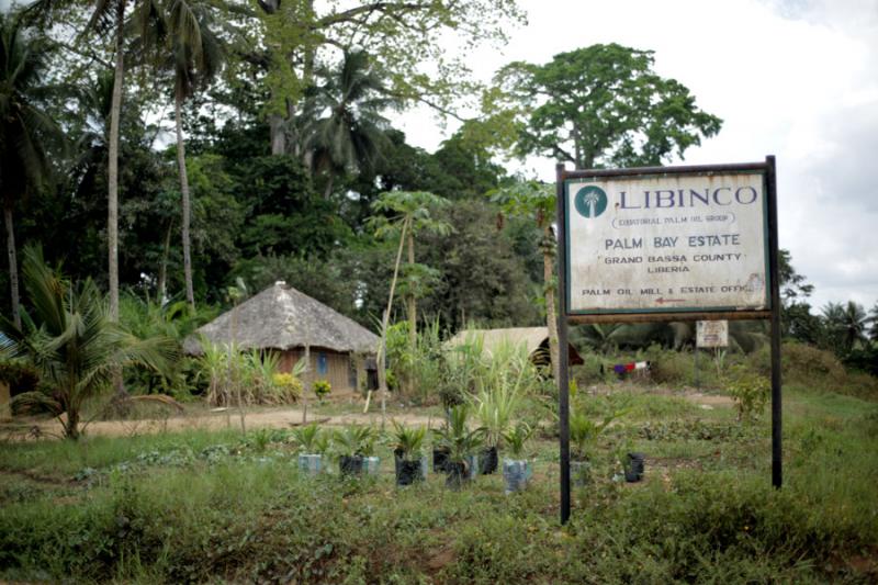 EPO plantation, Grand Bassa County, Liberia